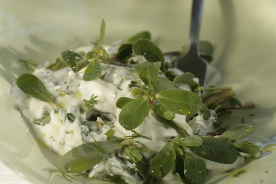 Purslane-Yogurt-Tzatziki