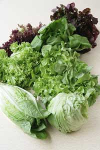 Lettuce is one of the oldest vegetables in the Mediterranean.