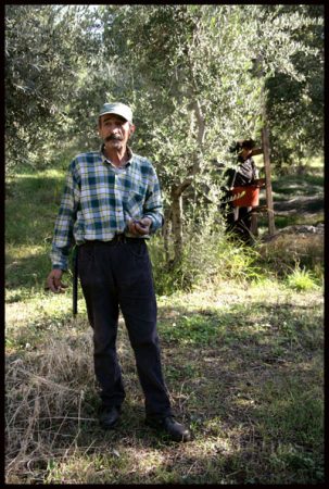 Greek olives are harvested by hand.