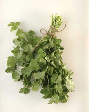 Greek Celery 2gr/1500 seeds Organic Mediterranean leaf green edible vegetable 