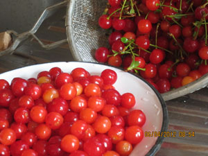 Sour cherries readied for preserving