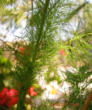 Wild fennel, called marathos in Greek, is the favorite spring herb on Ikaria.