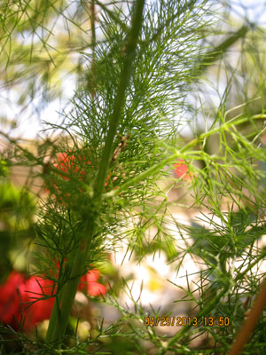 Ikarian Patatato with Wild Fennel