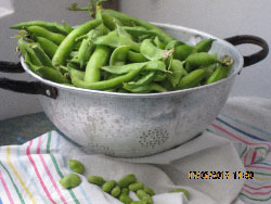Fava beans and sweet peas from the garden