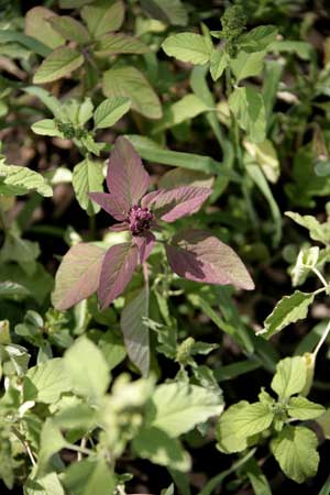 Amaranth Leaves - aka Vlita