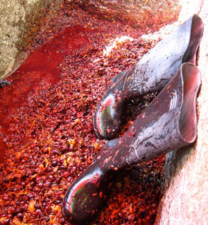 Ikaria_Pressing-Fokiana-Grapes-the-old-way-300x325