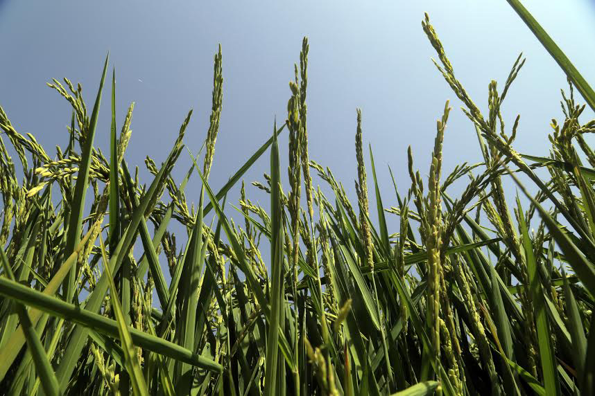 What is the History of Rice in Greece? | Mediterranean Diet, Healthy ...