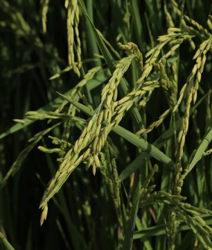 Greek rice plant