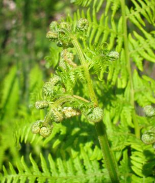 Fern tops in spring.