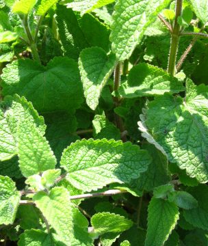Lemon balm is used in savory phyllo pies and salads.