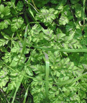 Myronia, a delicate green used in pies.