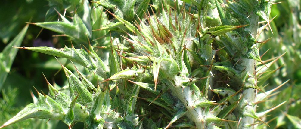 Thorny wild artichokes