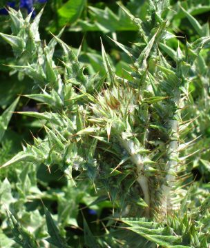 Thorny wild artichokes