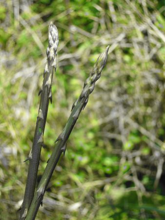 Wild asparagus stalks.