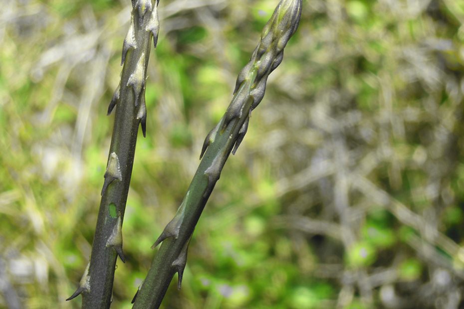 Wild asparagus stalks.