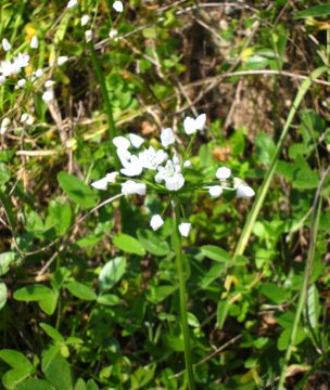 Wild garlic