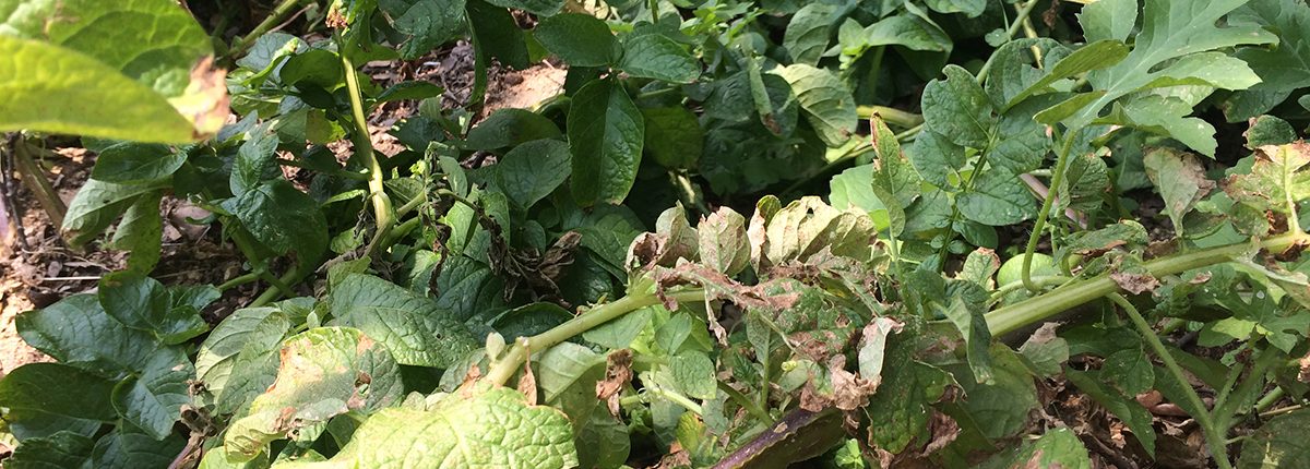 potato-plant-ready-for-harvest