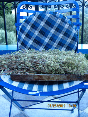 Ikarian Oregano Drying. 