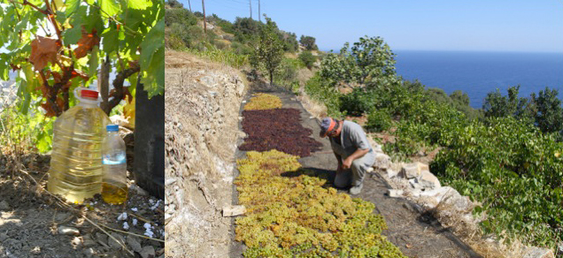 Wood ash solution and raisin grapes laid out to dry on a breezy slope.