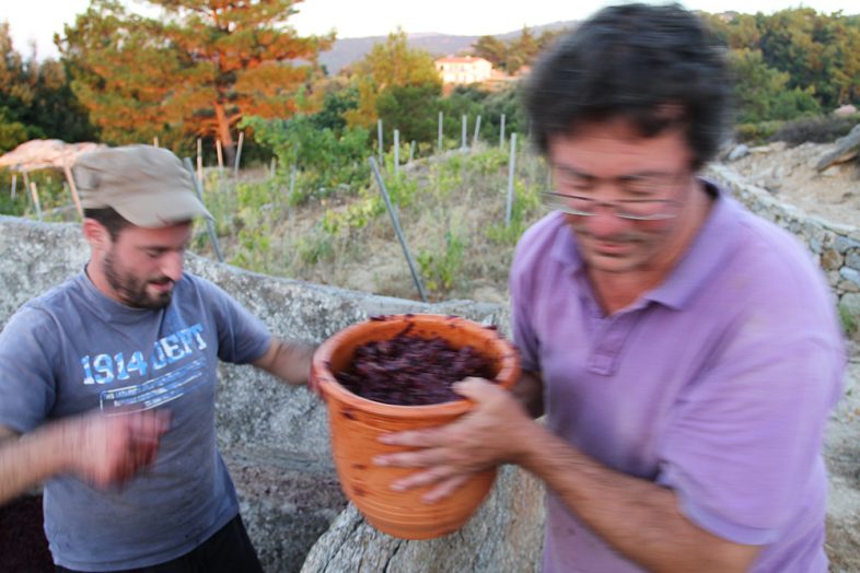 Ikaria Making Wine with My Feet! Mediterranean Diet, Healthy Greek