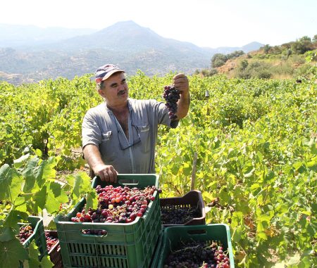 Fokiano grapes from a vineyard on the north western side of Ikaria.