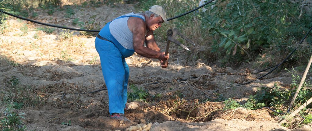 Stefano harvest potatoes on Ikaria.
