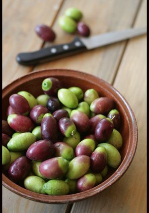 olives-just-picked
