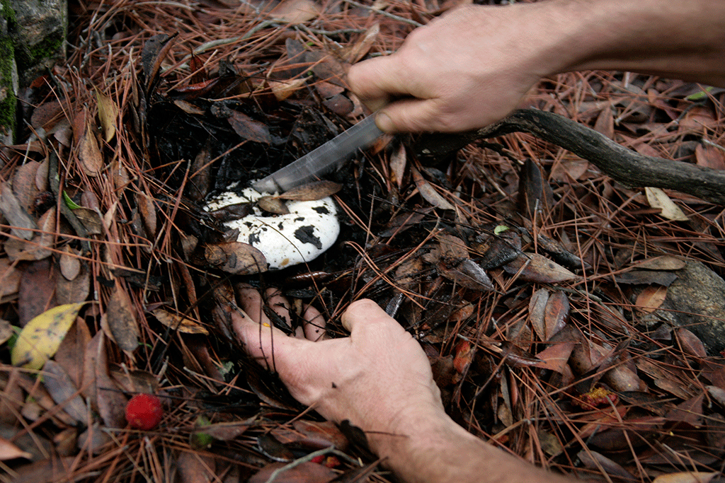 plucking-a-wild-mushroom