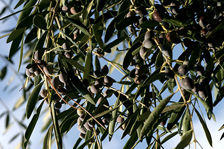 Regional, Organic Greek Olive Oils