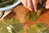 Rhodes-Style Grape Leaves Stuffed with Broad Beans and Bulgur