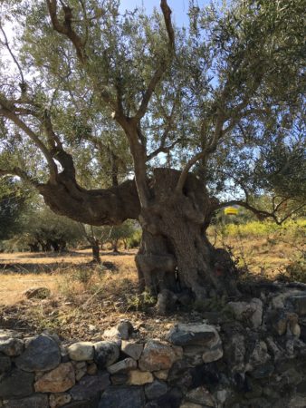 Olive Tree Peloponnese Laconia