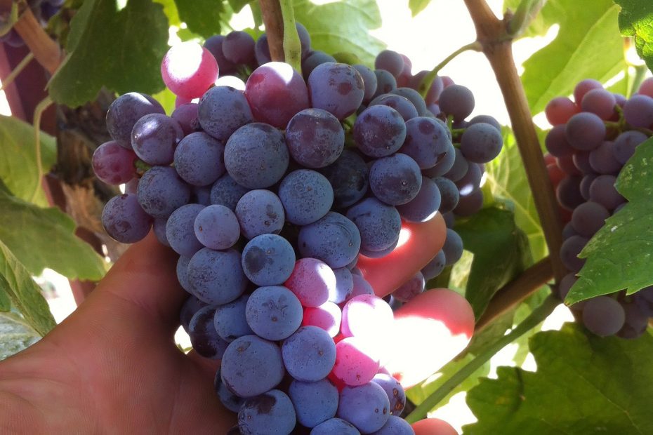 Greek Wine Moschofilero