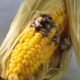 Grilled Corn On the Cob