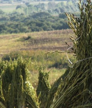 Samythos Tahini: Meet the Producer