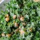 Greek Kale Recipes