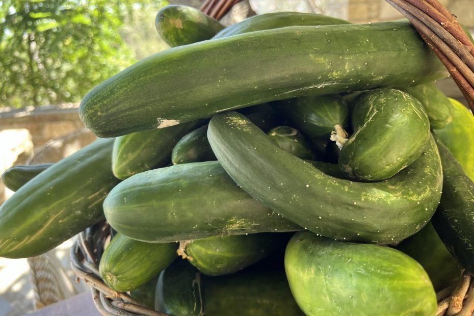 Cucumbers