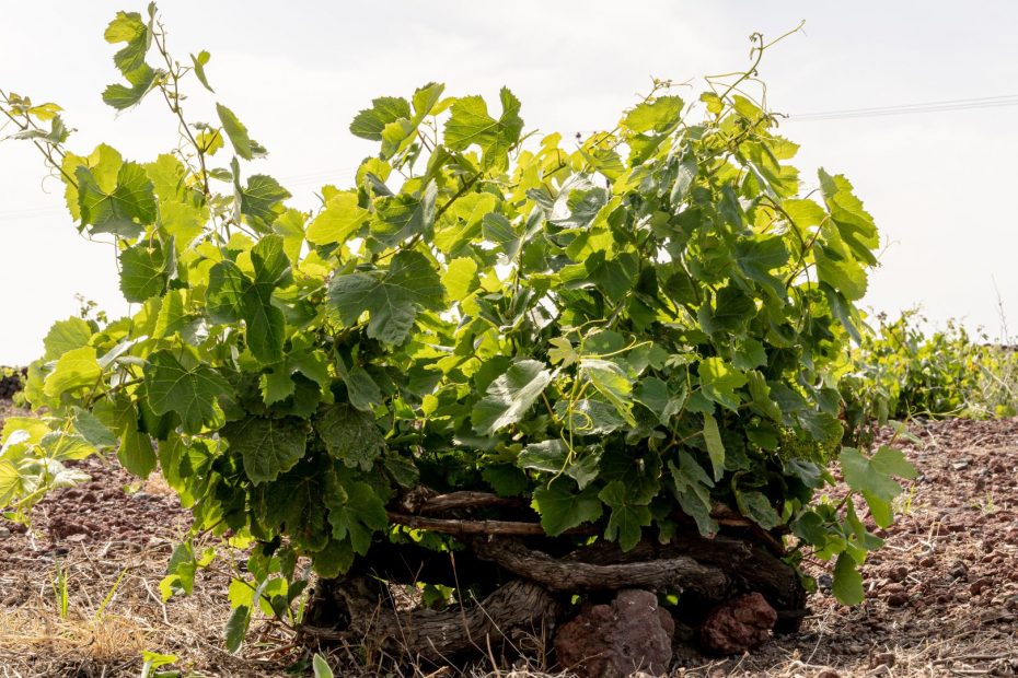 Assyrtiko