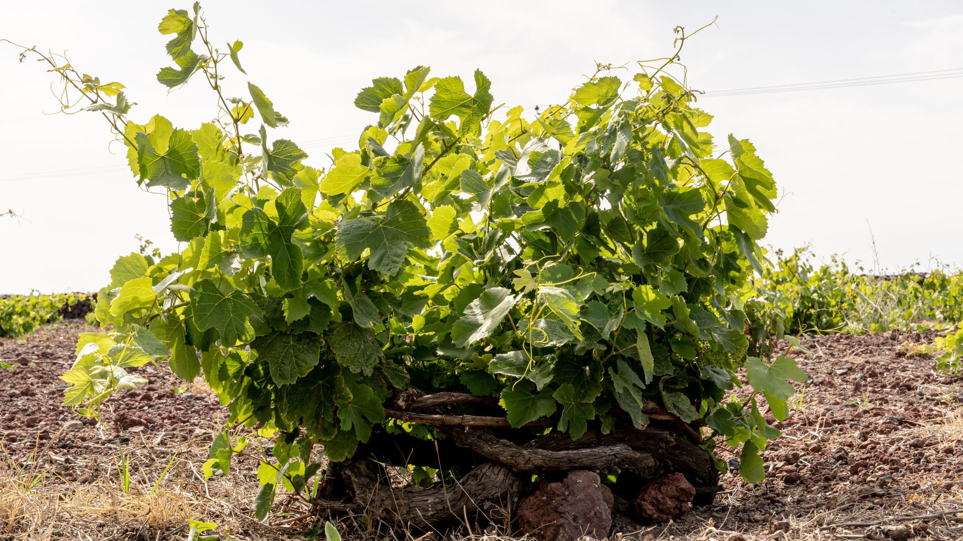All About Assyrtiko, Santorini’s Famous and Intense Wine