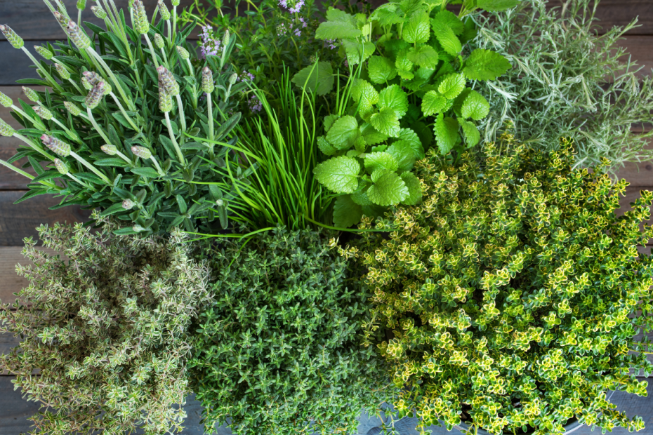 Essential Herbs in Greek Cooking From Oregano to Dill, a blog post by Diane Kochilas