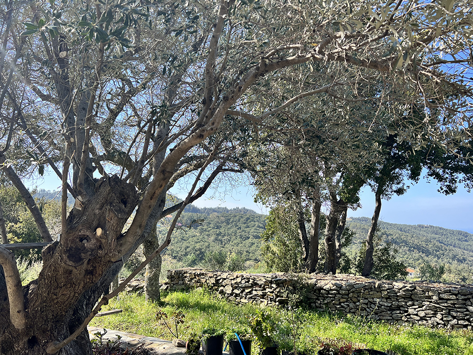 A serene photo capturing the beauty of an Ikarian garden with a view of the sea and iconic olive trees. This idyllic scene showcases the timeless charm of Ikaria, Greece, with its traditional Mediterranean flora and stunning coastal landscape.