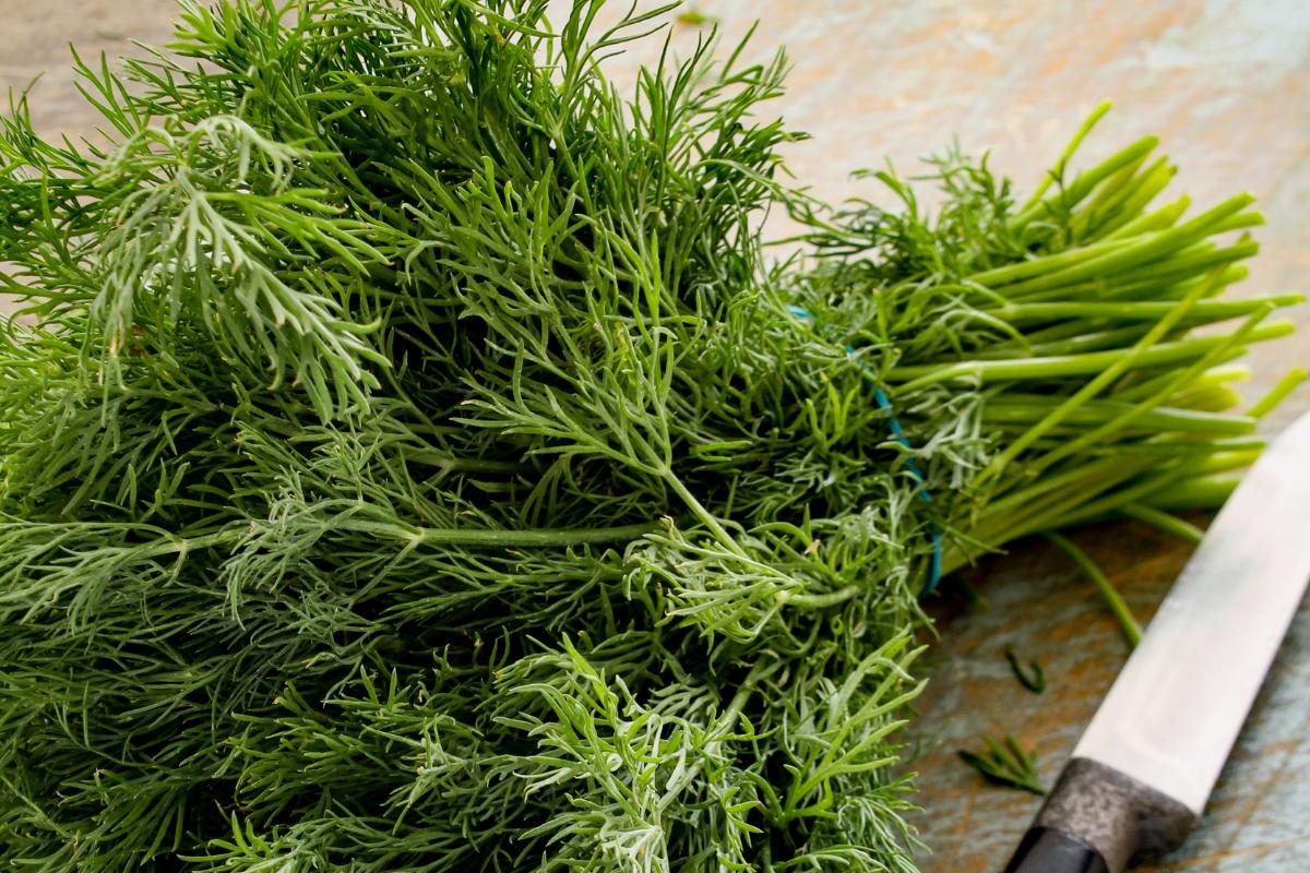 Fresh Dill