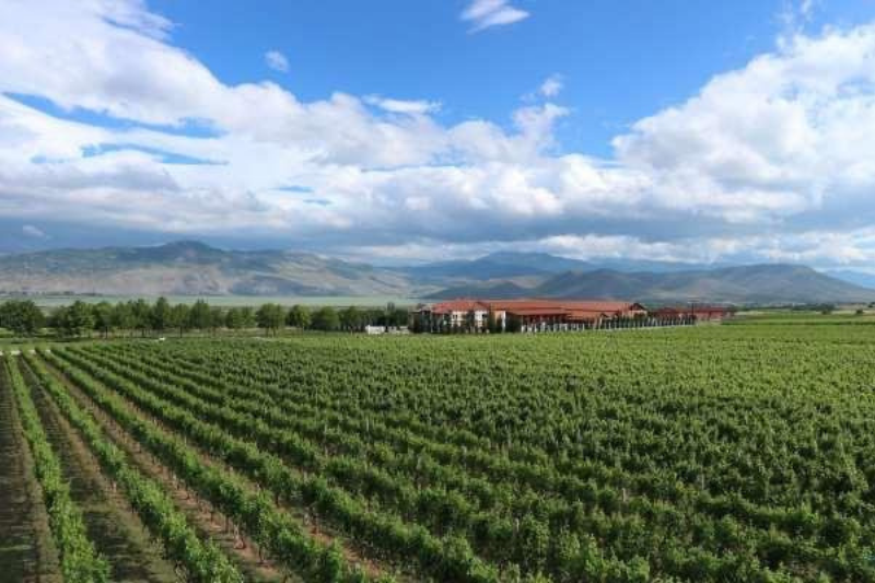 PDO Amyndeon & PGI Florina Wines for Summer